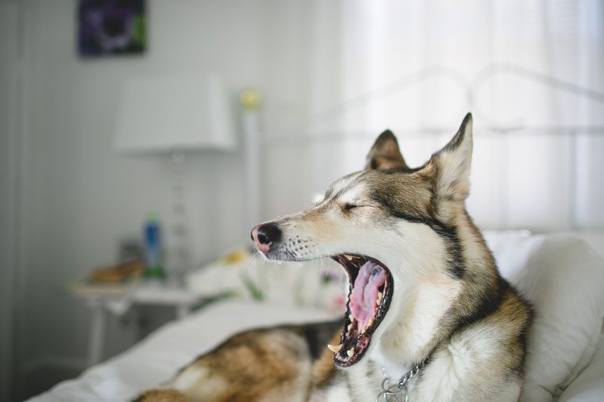 beautiful husky cross dog yawns