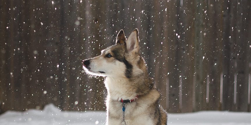 Toronto pet photographer photographs a husky in the snow.