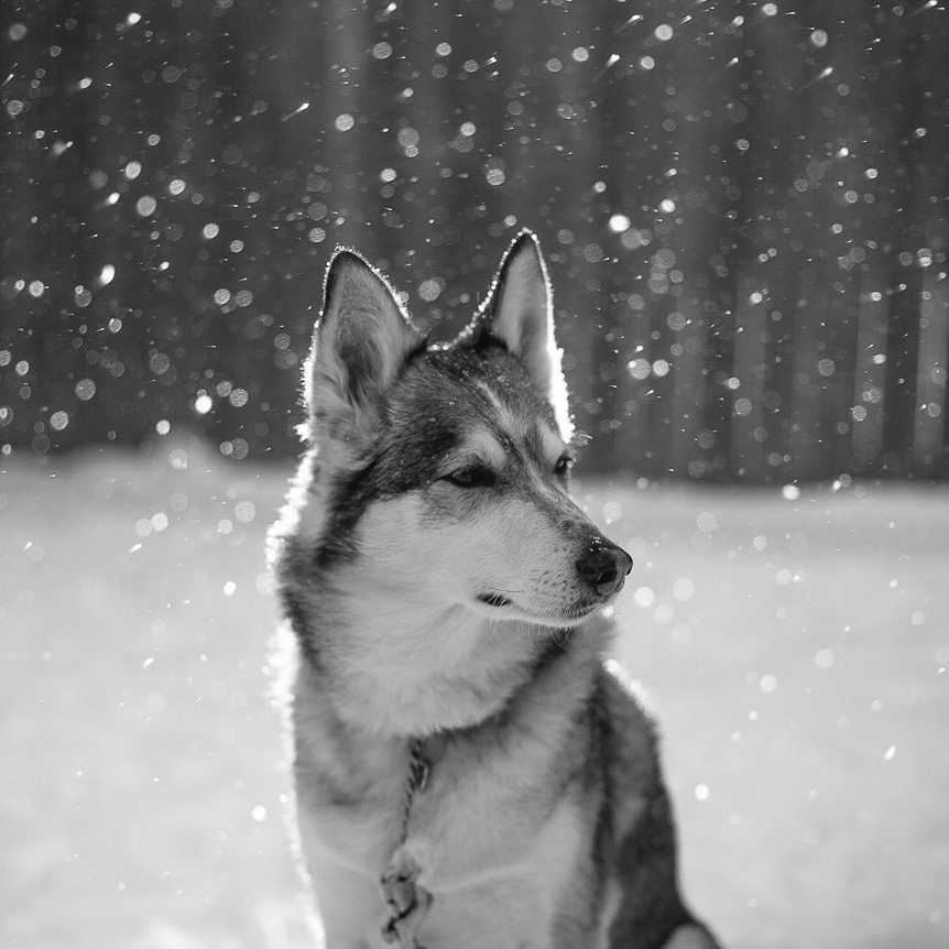 Fine art portrait of a husky in the snow by Toronto wedding photographer.