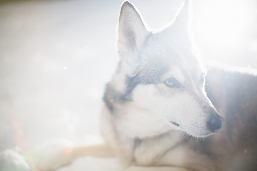 Portrait of a husky dog by Toronto wedding photographer.