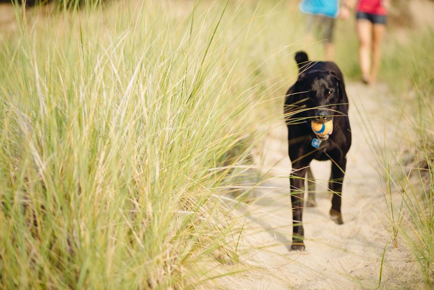 A black lab leads his people to the beach carrying an orange tennis ball.
