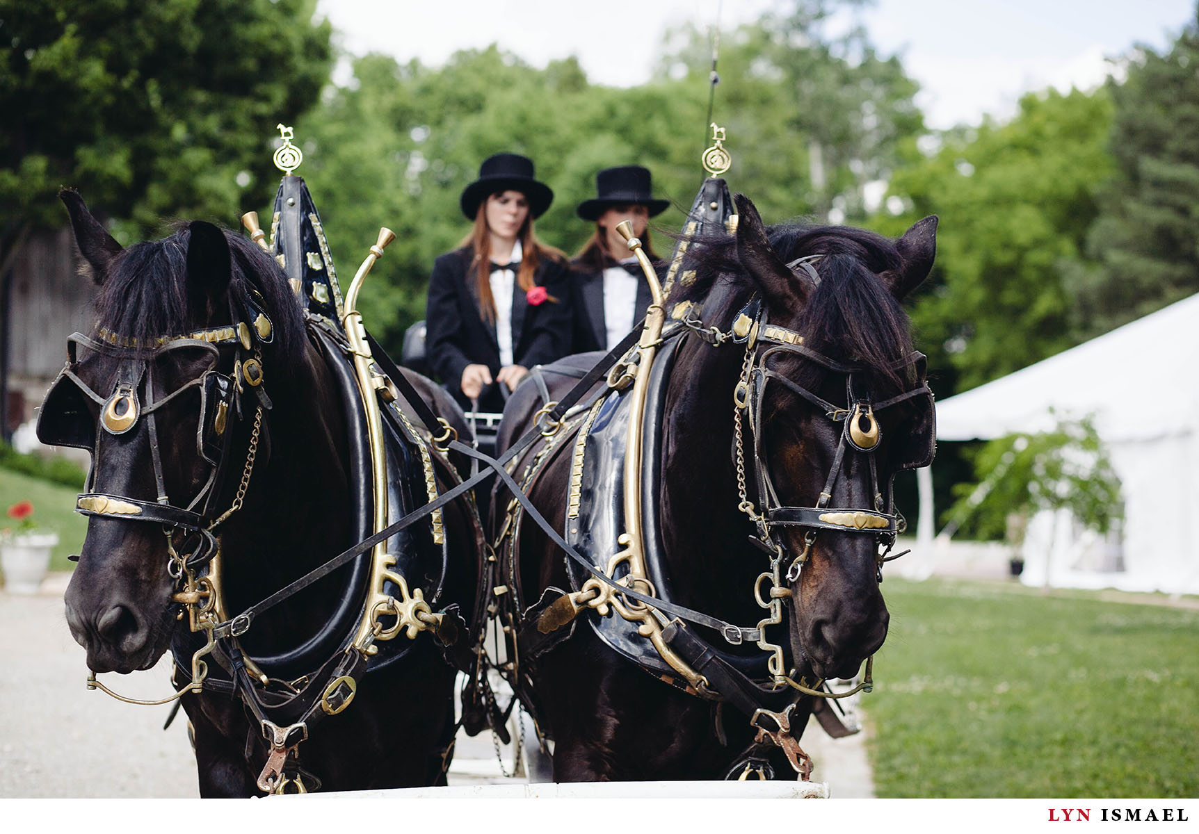 Black horses used on the bridal carriage in Nithridge Estate.