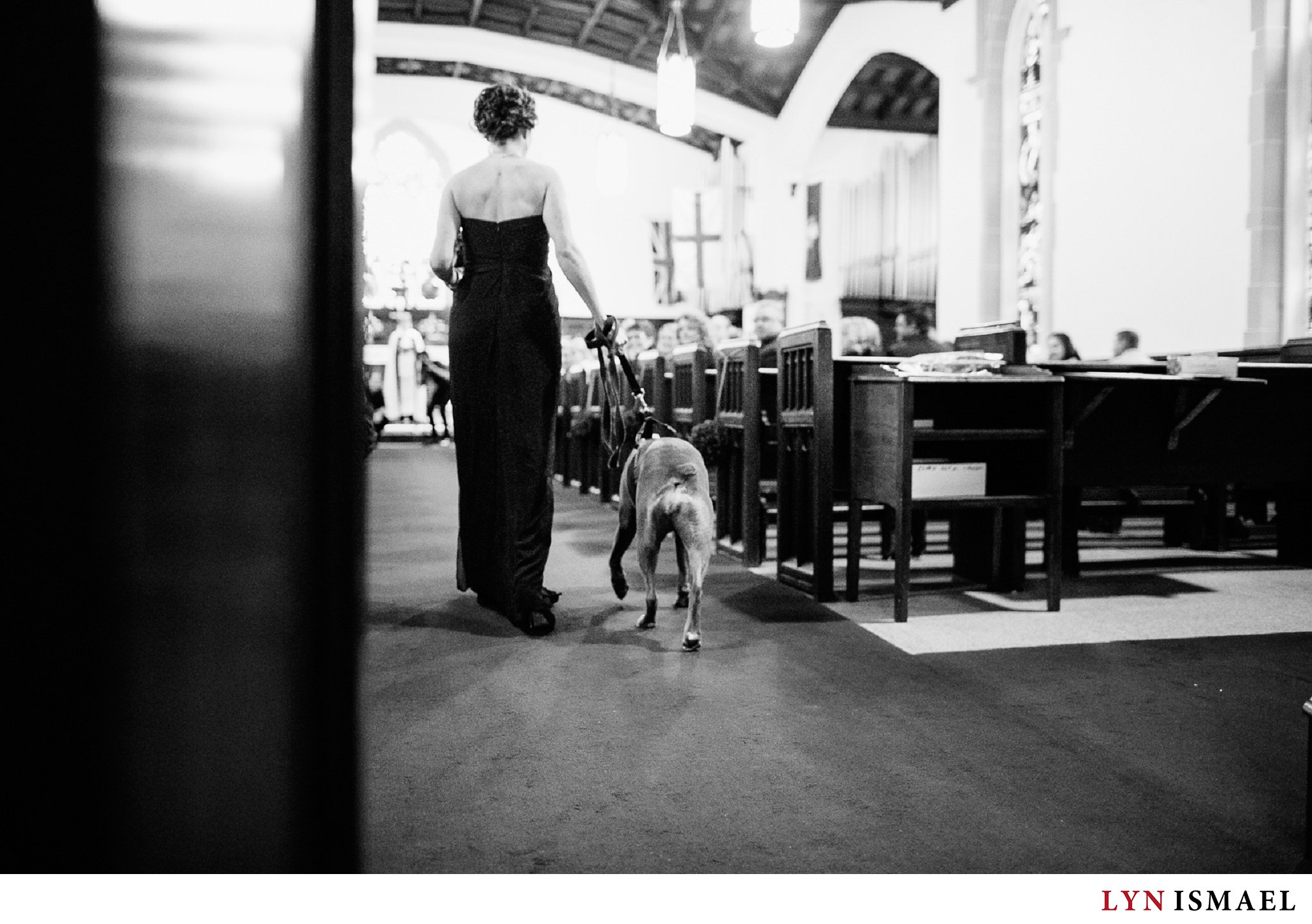Boxer dog and bridesmaid walks down the aisle.