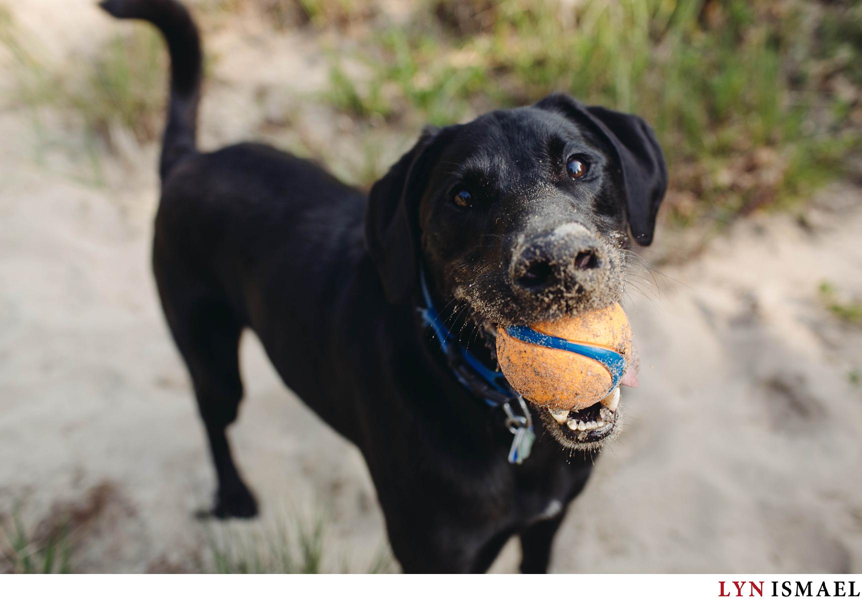 Black lab happily hold his favourite orange ball for a photo.