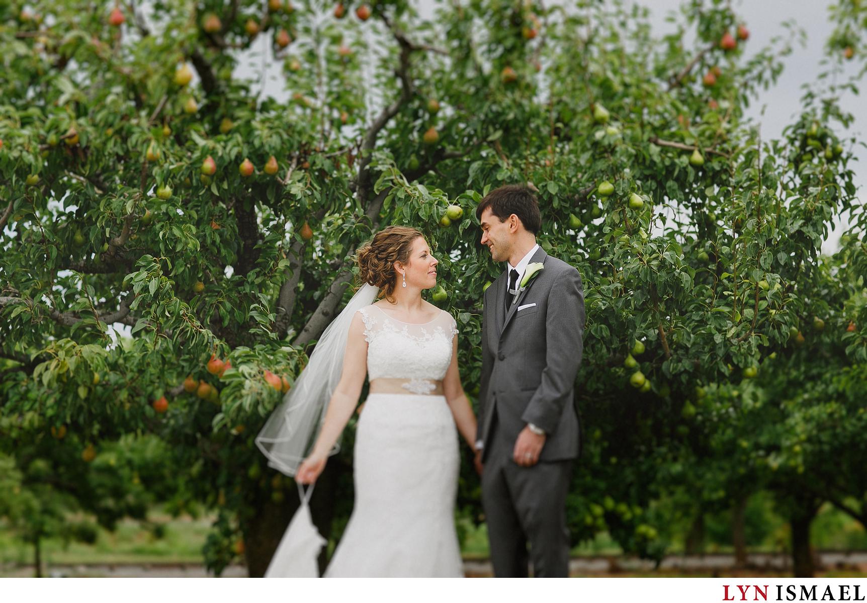 Portrait of a bride and groom in a pear orchard at Puddicombe Farms in Winona, Ontario.