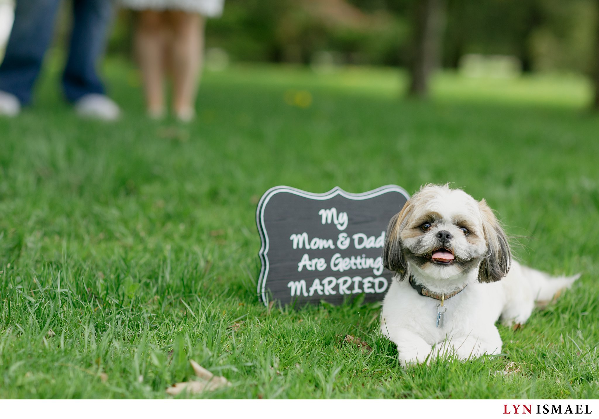 A cute Shit Szu puppy joins his owners' engagement session in Waterloo.