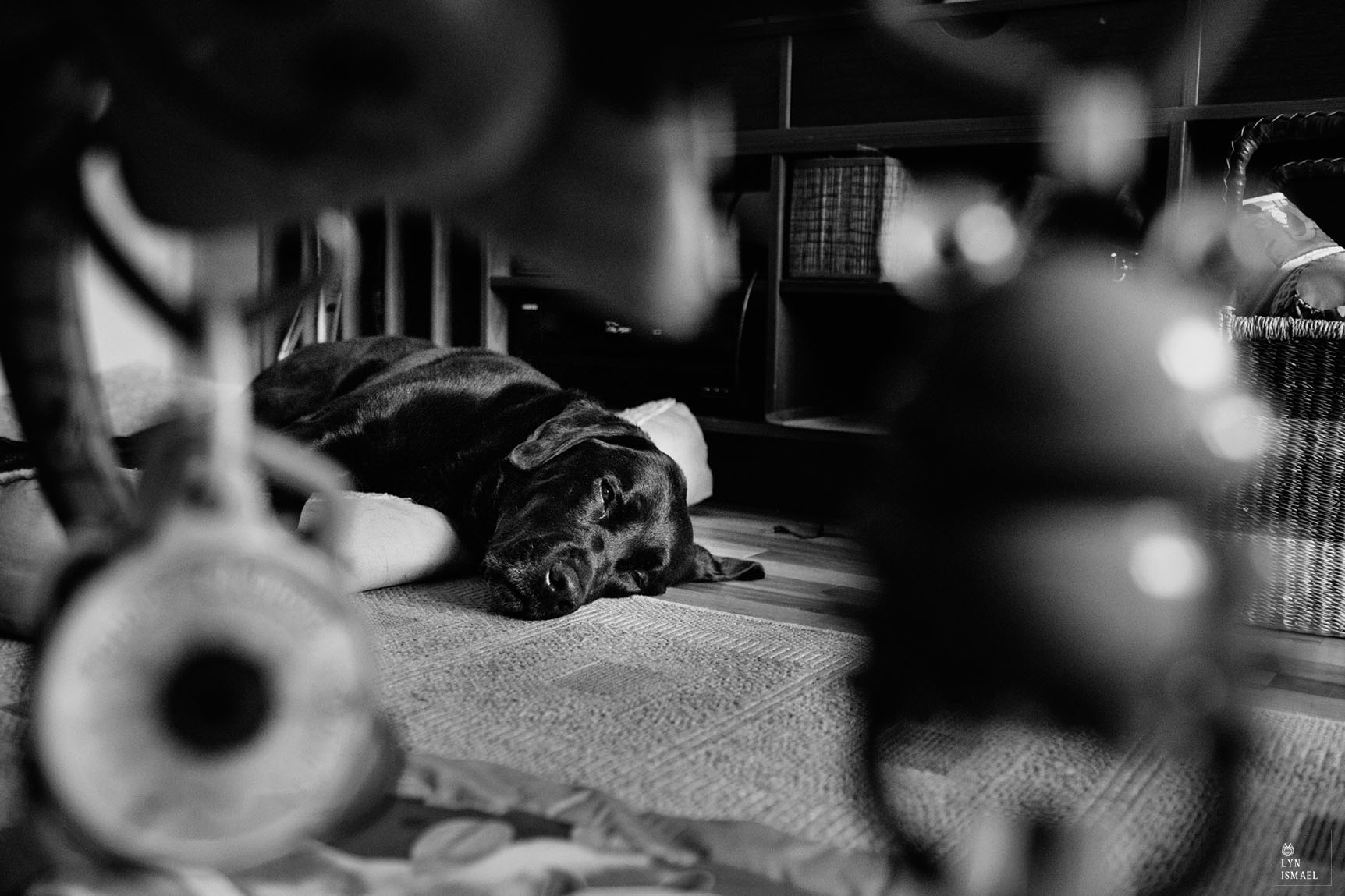 Kitchener family documentary photographer photographs a black lab sleeping.