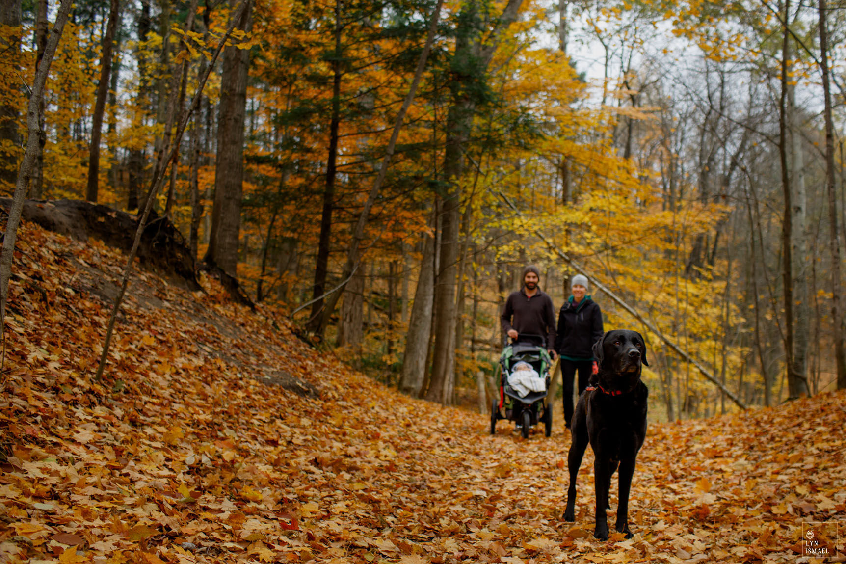 A black lab leads the way as a young family walks a nature trail in Kitchener