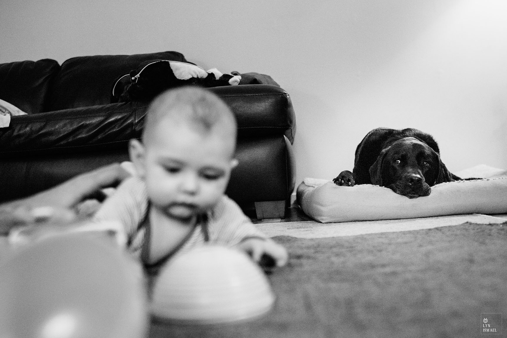 A black lab observes a human baby during a Day In The Life Session in Kitchener, Ontario.