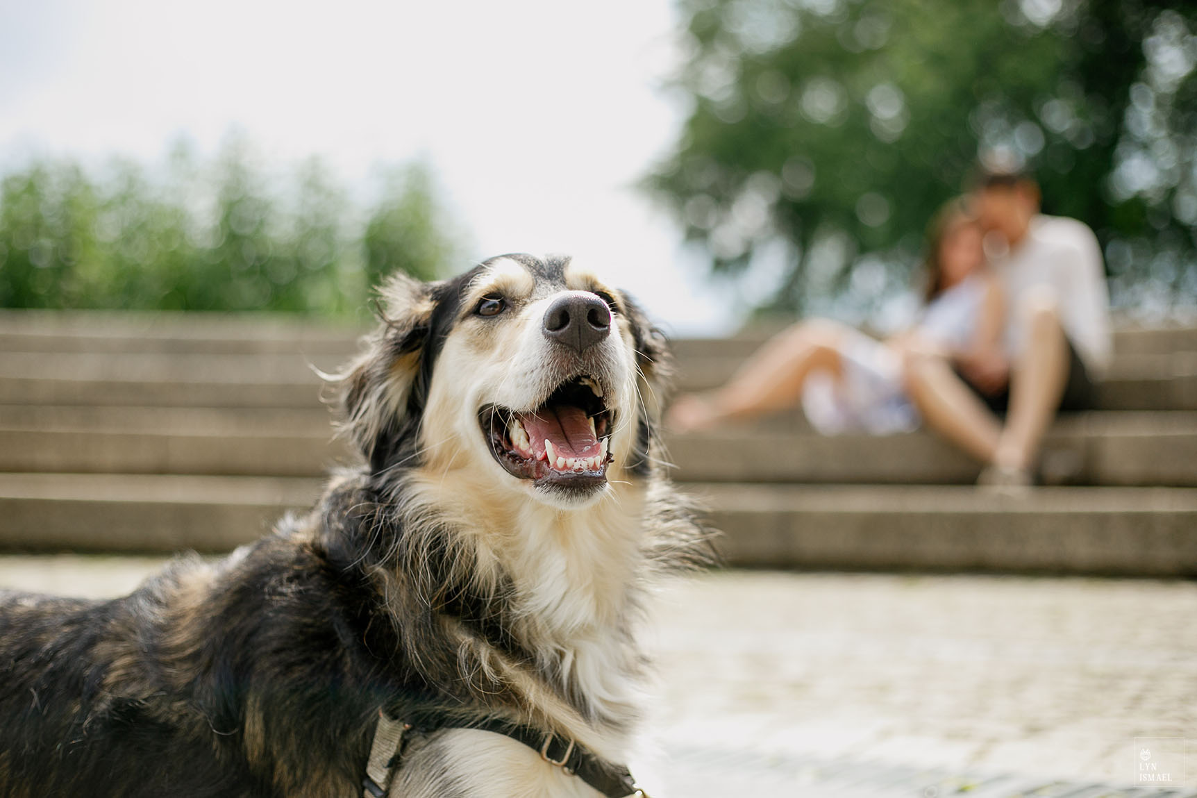 A happy dog poses with her humans' engagement session in Coronation Park in Toronto