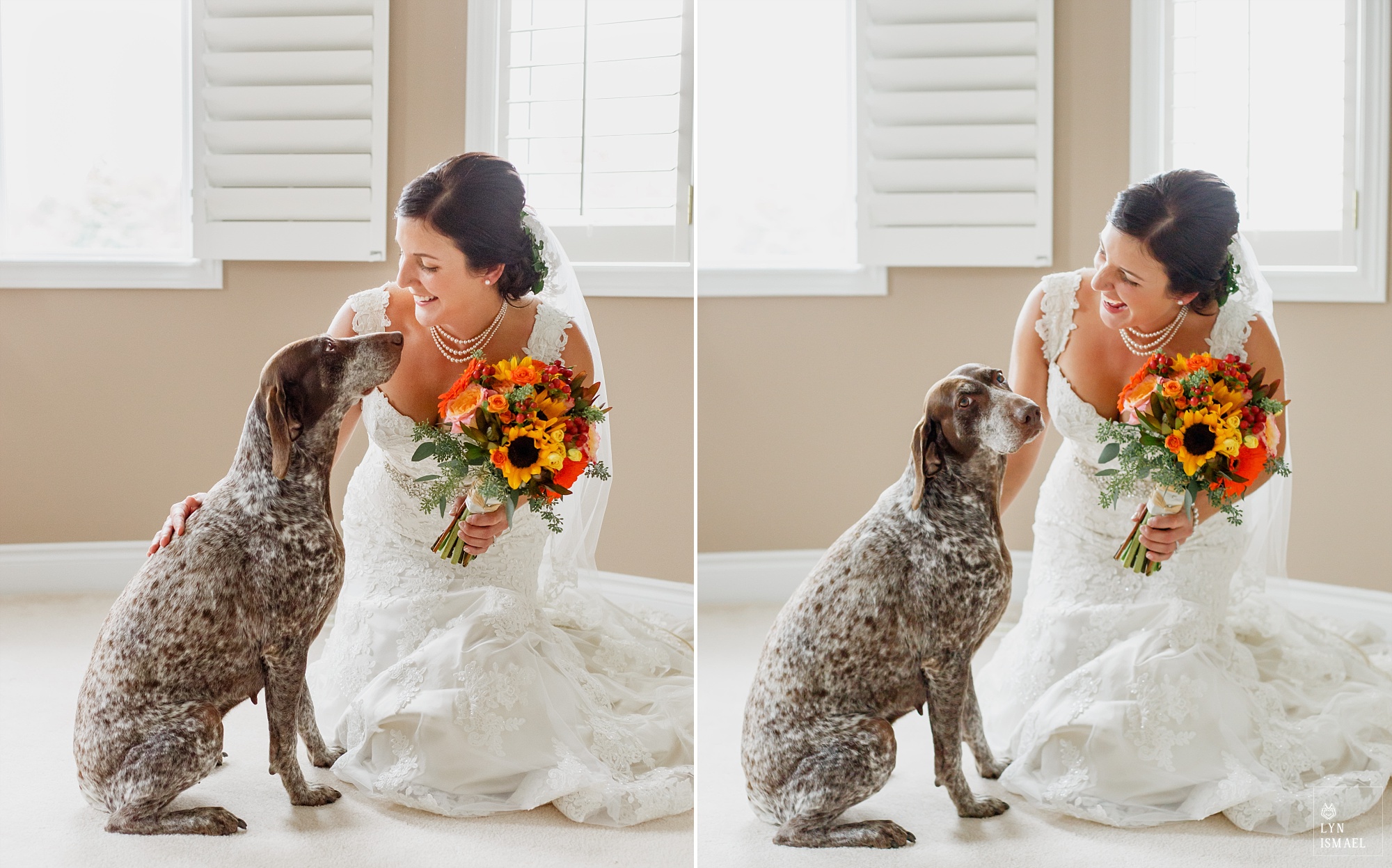 Beautiful dark haired bride with her German shorthaired pointer dog