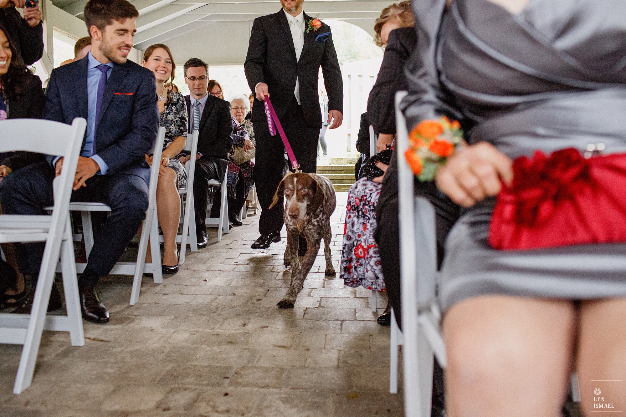 A German short haired pointer acts as a ring bearer at a Waterstone Estate and Farms Fall wedding in Newmarket, Ontario.